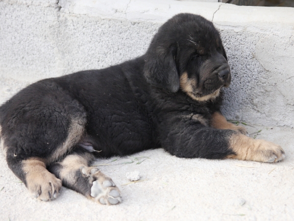 Aníbal de Macicandú con 40 días
Keywords: Macicandu puppyspain cachorro