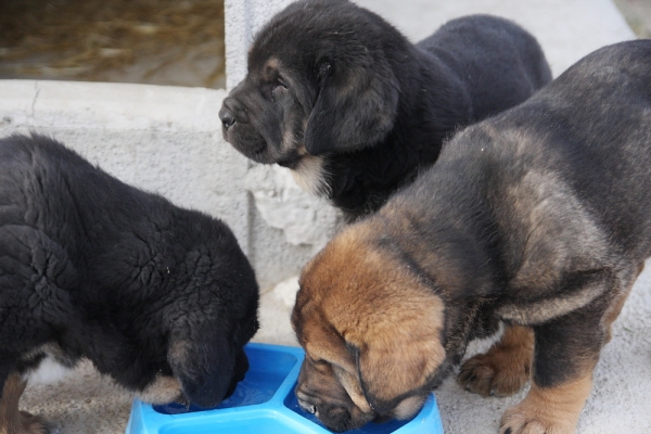 Macicandú con 40 días
Keywords: Macicandu puppyspain cachorro