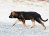 Filename=10.JPG
Filesize=497KiB
Dimensions=800x600
Date added=%581 %03, %2014 10.JPG