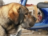 Filename=43_20140110_150339.jpg
Filesize=365KiB
Dimensions=1024x765
Date added=%508 %05, %2014 43_20140110_150339.jpg