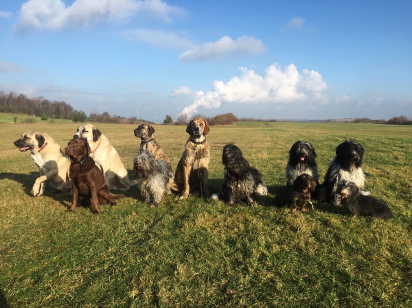 entrenamiento de perros
