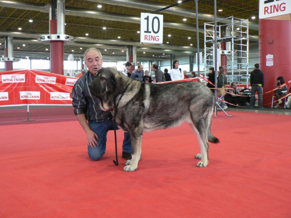 XXX EXPOSICIÓN INTERNACIONAL CANINA DE ALICANTE 2010 - Muga
CAH Muga Exc. 3ª
Keywords: 2010