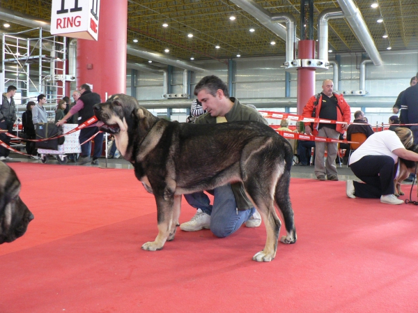 XXX EXPOSICIÓN INTERNACIONAL CANINA DE ALICANTE 2010 - Azaila del Viejo Páramo
Keywords: 2010