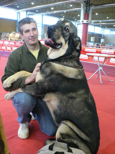 Exposición Nacional Canina de Alicante 2010 - Azaila del Viejo Páramo
Keywords: 2010