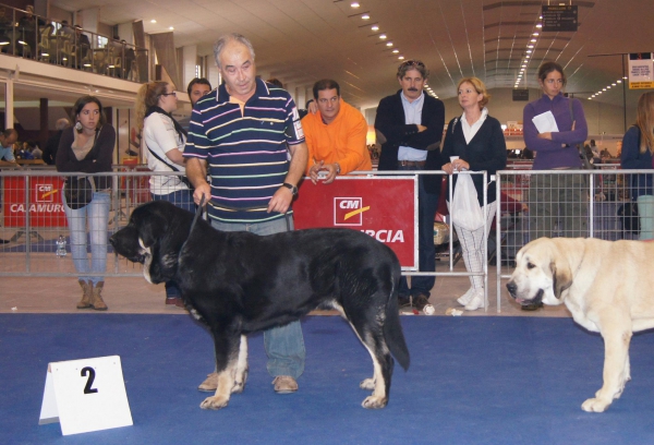 I Concurso Monográfico Mastín Español de Murcia - Campo de Babia
