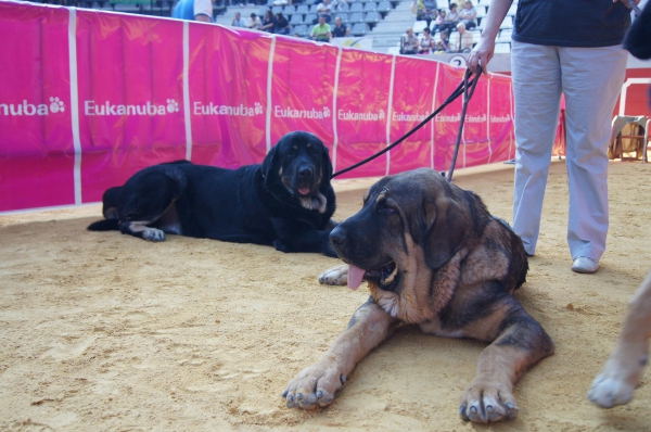 IV Concurso Nacional Ciudad de Villena 2011 - Campo de Babia (12 meses) y Obelix (9 meses) 
Keywords: 2011