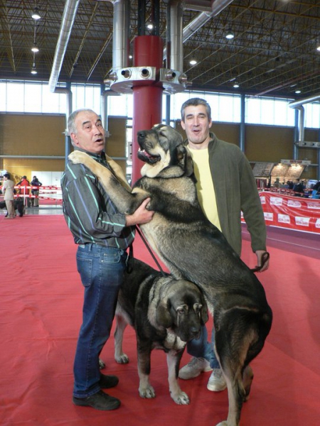 Exposicion Nacional Alicante 2010 - Muga,Azaila, Joaquín y Oscar
Keywords: 2010