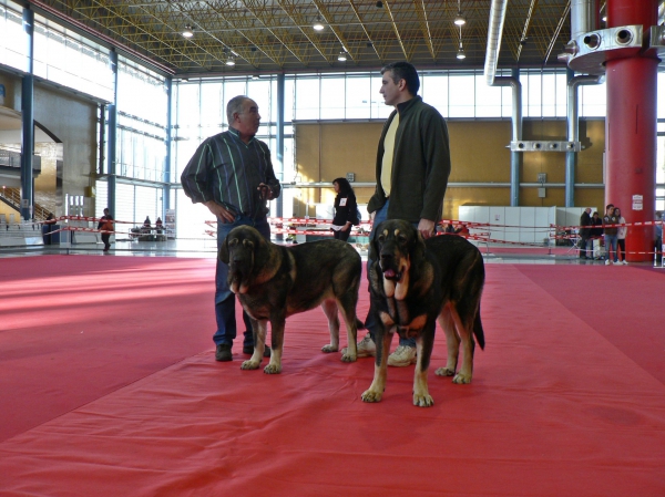 XXX EXPOSICIÓN INTERNACIONAL CANINA DE ALICANTE 2010 - Muga & Azaila
CAH Muga Exc. 3ª
CJH Azaila del Viejo Páramo Exc. 2ª —
Keywords: 2010