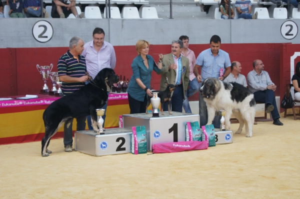 IV Concurso Nacional Ciudad de Villena 2011 - Campo de Babia
Campo de Babia
Exc. 1º Mejor Raza
2º Razas Españolas 
Keywords: 2011