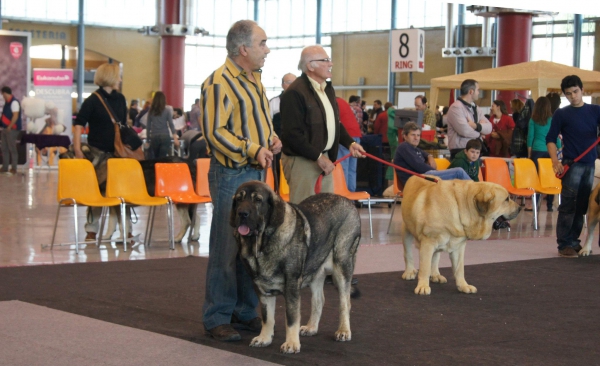 XXXI Exposición Internacional Canina de Alicante - Muga Clase Abierta Hembras Exc. 1ª CAC CACIB
Keywords: tramasterra