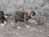 Azaila_de_Viejo_Paramo.jpg
