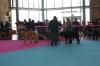 XXXI_Exposición_Internacional_Canina_de_Alicante~0.jpg