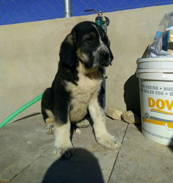 Cachorro con 2 meses
Hijo de Karos del Cerro del Viento x Calypsus del Mar Menor 
Keywords: carrascoy