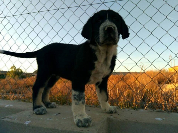 Cachorro con 2 meses
Hijo de Karos del Cerro del Viento x Calypsus del Mar Menor 
Keywords: carrascoy