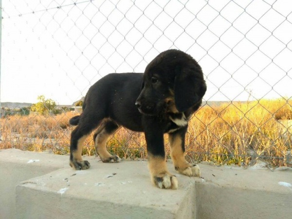 Cachorro con 2 meses
Hijo de Karos del Cerro del Viento x Calypsus del Mar Menor 
Keywords: carrascoy