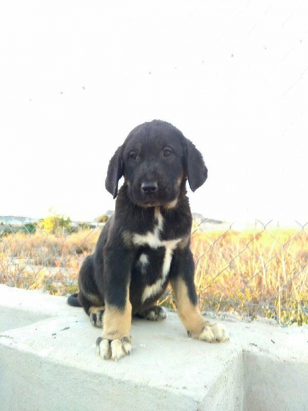 Cachorro con 2 meses
Hijo de Karos del Cerro del Viento x Calypsus el Mar Menor 
Keywords: carrascoy