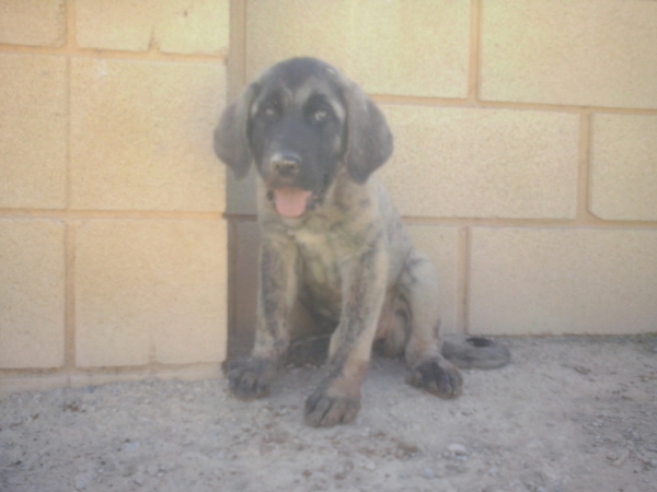 Bandida del Castilluelo con 2 meses (Odin de Picu Xiana x Hera de Cabornera)
Los padres son libres A de displasia de cadera, muerden en tijera y tienen mucho caracter
Keywords: carrascoy