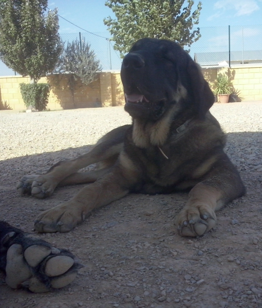 Brisa de Macicandu (Picaro de Albricias x Loba de Macicandu)
Brisa una hembra con mucho caracter y muy dominante
Keywords: carrascoy