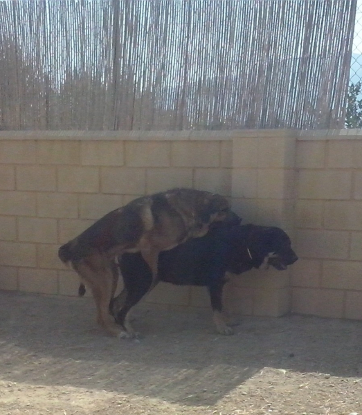 Monta natural de Apolo de Irelorma x Niki de L"Ebre
Tanto Apolo como Niki son dos ejemplares con mucho caracter y ambos muerden en tijera y son libres de displasia de cadera
Mots-clés: carrascoy