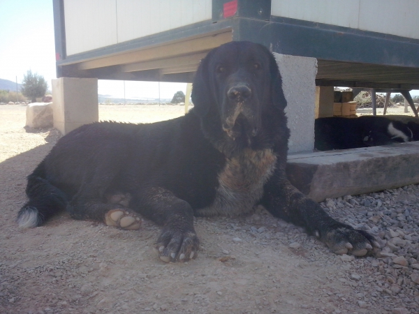 Karos del Cerro del Viento (Ikalos de Abelgas x Taiga del Cerro del Viento)
Karos es un ejemplar libre A de displasia de cadera,muerde en tijera y tiene mucho caracter
Keywords: carrascoy