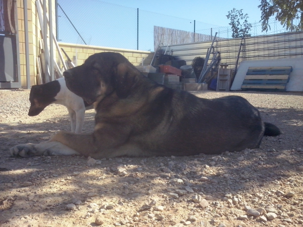 Brisa de Macicandu (Picaro de Albricias x Loba de Macicandu)
Brisa una hembra con mucho caracter 
Nøkkelord: carrascoy