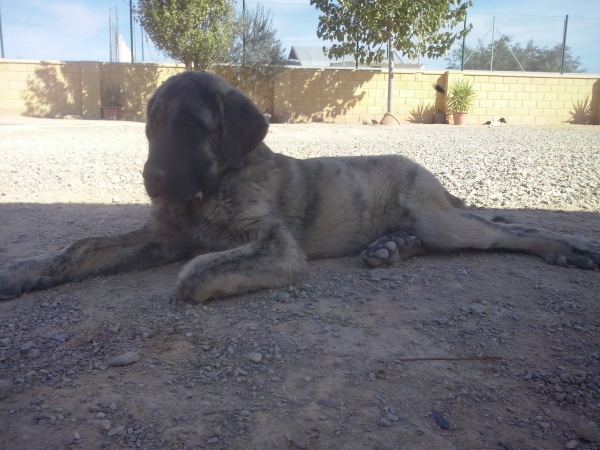 Bandida del Castilluelo (Odin de Picu Xiana x Hera de Cabornera)
Bandida es una cachorra que promete bastante.
Keywords: carrascoy