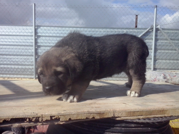 Cachorro de 1 mes,hijo de Apolo de Irelorma x Niki de L"Ebre
Keywords: carrascoy