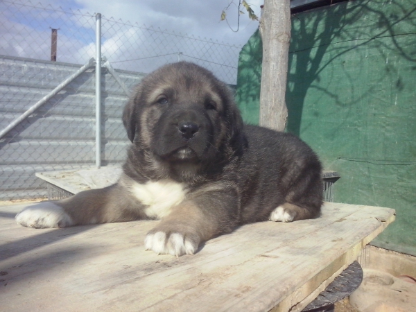 Cachorro de 1 mes, hijo de Apolo de Irelorma x Niki de L"Ebre
Keywords: carrascoy