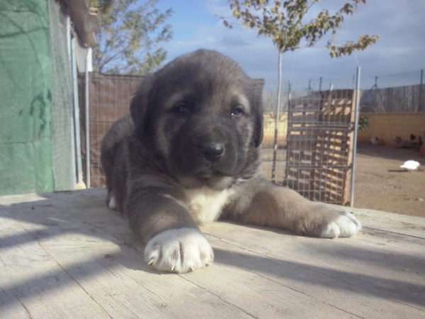 Cachorro de 1 mes, hijo de Apolo de Irelorma x Niki de L"Ebre
Keywords: ganadero carrascoy niki caracter