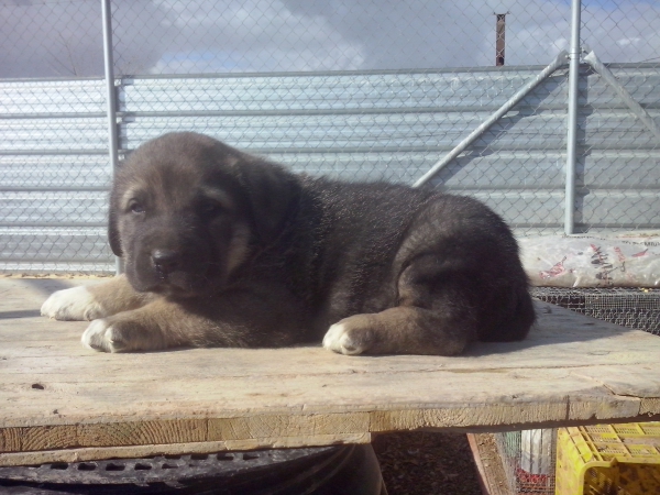 Cachorro de 1 mes, hijo de Apolo de Irelorma x Niki de L"Ebre
Keywords: carrascoy