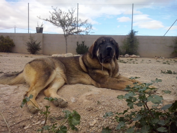 Brisa de Macicandu (Picaro de Albricias x Loba de Macicandu)
Es una cachorra con muy buena estructura y tiene mucho caracter y es bastante dominante.
Keywords: carrascoy