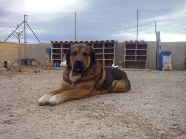 Apolo de Irelorma (Golfo de Arasanz x Vella de Irelorma)
A sus 4 años.
Keywords: carrascoy