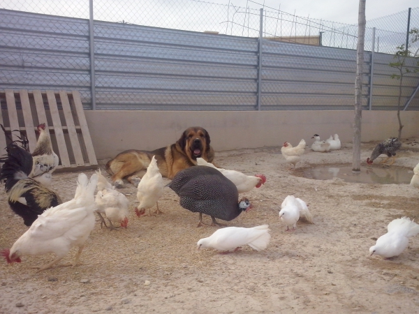 Apolo de Irelorma con 4 años (Golfo de Arasanz x Vella de Irelorma)
Keywords: carrascoy