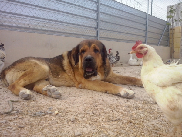 Apolo de Irelorma con 4 años (Golfo de Arasanz x Vella de Irelorma)
Keywords: carrascoy