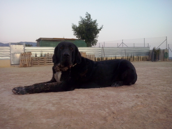 Karos del Cerro del Viento (Ikalos de Abelgas x Taiga del Cerro del Viento)
Karos es un perro libre A de displasia de cadera, muerde en tijera y tiene un caracter fuerte.
Keywords: carrascoy