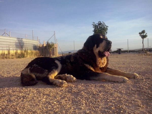 Trufa de Fuentes del Grajero (Melchor de Riolago x Jacarandosa de Trashumancia)
Es nieta de CH.Tango de Filandon.
Keywords: carrascoy