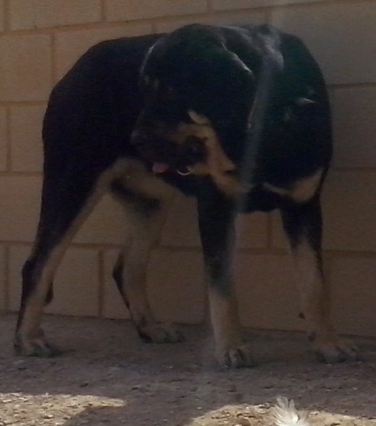 Niki de L"Ebre con 3 años (Enekon de Abelgas x Luna de Picuxiana)
Niki es una hembra libre A de displasia de cadera, muerde en tijera y tiene mucho caracter.
Keywords: carrascoy