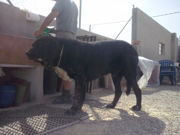 Karos del Cerro del Viento (Ikalos de Abelgas x Taiga del Cerro del Viento)
Karos es un perro libre A de displasia de cadera,muerde en tijera y tiene mucho caracter.
Keywords: carrascoy