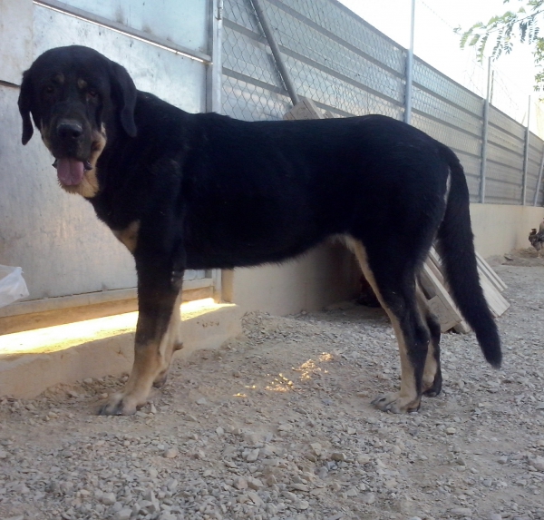 Niki de L"Ebre con 3 años (Enekon de Abelgas x Luna de Picuxiana)
Niki es una hembra libre A de displasia de cadera, muerde en tijera y tiene un caracter muy fuerte
Keywords: carrascoy