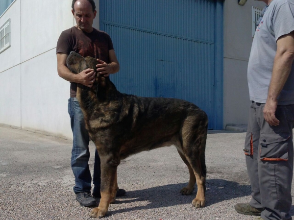 Hercules Danca Cotufa (Ursus Danca Cotufa x Joya Tornado Erben)
Hercules es libre de displasia de cadera y mide 92 cm a la cruz.
Keywords: Carrascoy