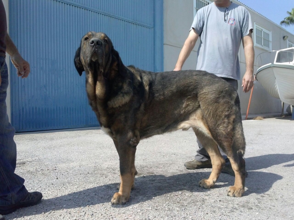 Hercules Danca Cotufa (Ursus Danca Cotufa x Joya Tornado Erben)
Keywords: Carrascoy