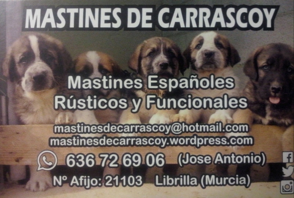 En nuestra pagina web podeis ver todos nuestros ejemplares y bastante información sobre ellos.
Nuestra pagina web es la siguiente: mastinesdecarrascoy.wordpress.com
Keywords: carrascoy