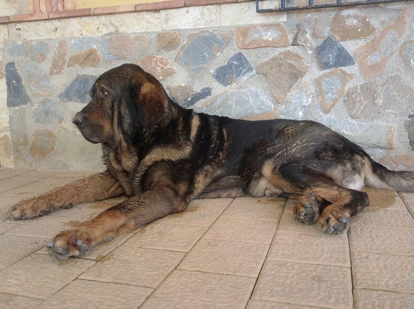 Hercules Danca Cotufa (Ursus Danca Cotufa x Joya Tornado Erben)
Keywords: Carrascoy