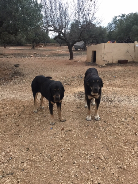 Atila y Niki de L'Ebre
Atila y Niki son libres A de displasia de cadera y muerden en perfecta tijera.
Niki es hija de Enekon de Abelgas x Luna de Picuxiana,tiene 3 años.
Atila es hijo de Drago de Picuxiana x Pastora de Picuxiana,tiene 1 año.
Keywords: carrascoy