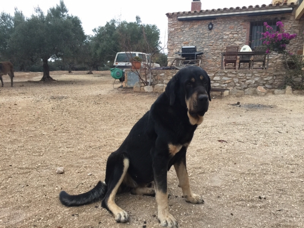 Niki de L'Ebre con 3 años (Enekon de Abelgas x Luna de Picuxiana)
Keywords: carrascoy