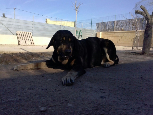 Niki de L'Ebre con 3 años (Enekon de Abelgas x Luna de Picuxiana)
Keywords: carrascoy