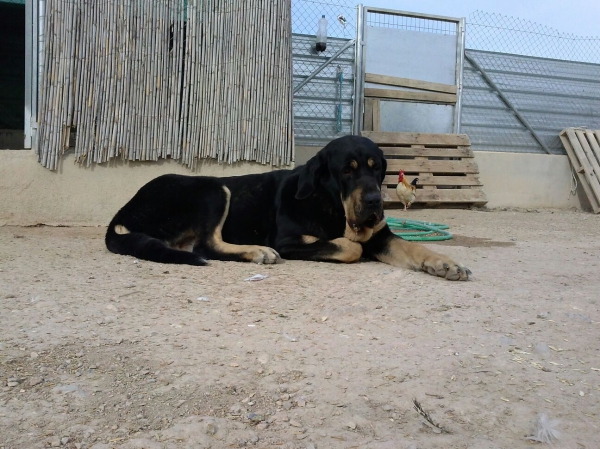 Niki de L'Ebre con 3 años (Enekon de Abelgas x Luna de Picuxiana)
Niki es AB en fibrilinas y libre A de displasia de cadera y muerde en tijera.
Keywords: carrascoy