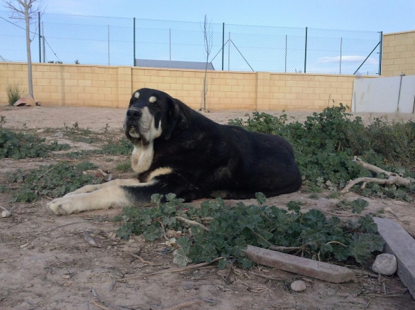 Trufa de Fuentes del Grajero (Melchor de Riolago x Jacarandosa de Trashumancia)
Es nieta de CH.Tango de Filandon.
Keywords: carrascoy