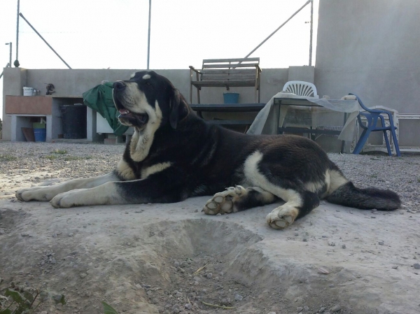 Trufa de Fuentes del Grajero (Melchor de Riolago x Jacarandosa de Trashumancia)
Es nieta de CH.Tango de Filandon.
Keywords: carrascoy