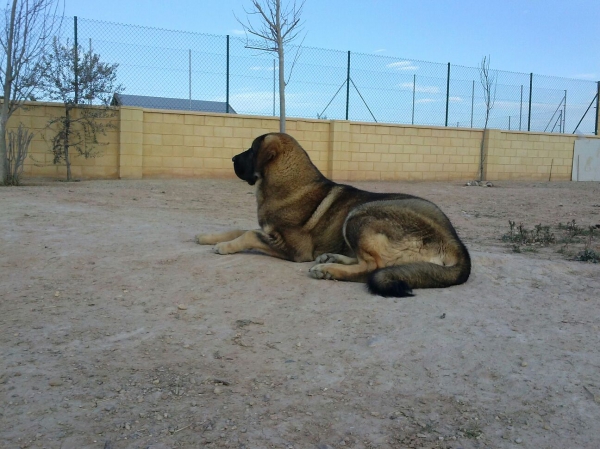 Brisa de Macicandu con 9 meses (Picaro de Albricias x Loba de Macicandu)
Es una cachorra de 9 meses con mucho caracter y muy dominante,es la hembra lider de la manada.
Keywords: carrascoy